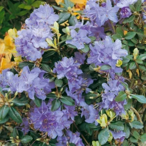 Sapphire Rhododendron Plant - Blue Flower Rhododendron - 1 Gallon - Vibrant Blooms