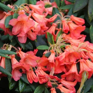 Rhododendron Plant - Orange Flowers, Dwarf Size, Gallon Pot, 1-3 Year Old
