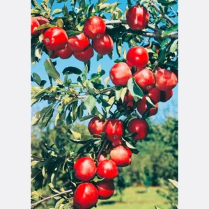 Dwarf Red Delicious Apple Tree Bare Root 2 Year Old Fruit Tree Plant 3-4 Feet