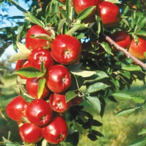 Dwarf Red Delicious Apple Tree Bare Root 2 Year Old Fruit Tree Plant 3-4 Feet