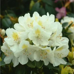 Rhododendron Plant - White-Yellow Flowers, Gallon Pot, 1-3 Year Old Azalea