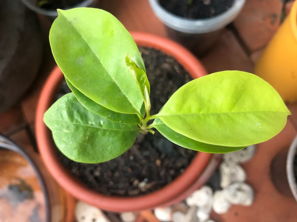 growing soursop from seeds