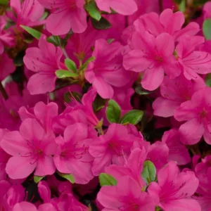 Pink Rhododendron Plant - Dwarf Azalea - 1 Gallon Pot - Showy Blooms