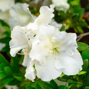 Gumpo White Rhododendron Plant - Gallon Pot - White Flowers - Dwarf Azalea