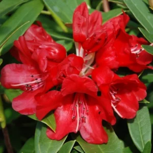 Ruby Hart Rhododendron Plant - Dark Red Flower Plant - 1 Gallon - Garden Accent