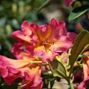 Golden Gate Rhododendron Plant - 1 Gallon Pot - Reddish-Orange Flowers