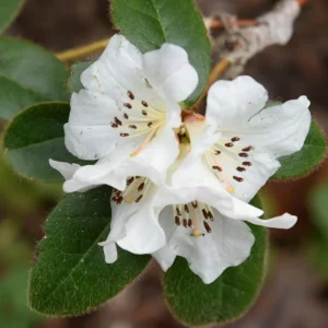 Lucy Lou Rhododendron Plant - 1 Gallon Pot - White Flower Rhododendron Azalea