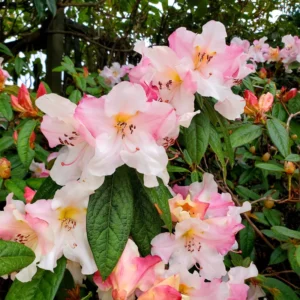 Rhododendron Plant - Showy White & Pink Flowers, Gallon Pot, 1-3 Year Old