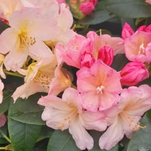 Rhododendron Plant Peach Yellow Flowers - 1 Gallon Pot - Dwarf Rhododendron