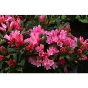 Rosy-Pink Rhododendron Plant - Gallon Pot Dwarf Rhododendron Garden Plant