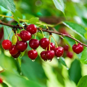 Montmorency Pie Cherry Tree Bare Root Live Plant - Fruit Tree - 2 Years Old 3-4 Feet Tall