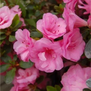 Rosebud Azalea Rhododendron Plant - Rosy-Pink Flowers, Gallon Pot Size, 1-3 Year Old Plant