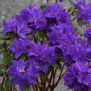 Blue Baron Rhododendron Plant - 1 Gallon Pot - Blue-Violet Flowers - Compact Shrub