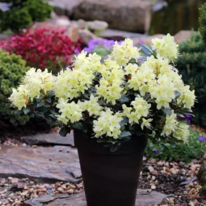 Princess Anne Rhododendron Plant - Yellowish Flowers - Gallon Pot - Dwarf Variety