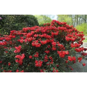 Red Rhododendron Plant - Gallon Pot Size - Flowering Shrub
