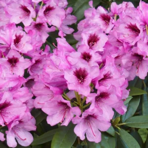 Purple-Pink Rhododendron Plant - Gallon Pot Rhododendrons Azaleas Plant