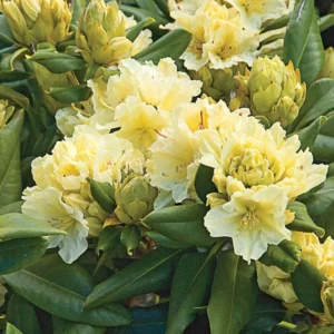 Capistrano Rhododendron Plant - Light Yellow Flowers - 1 Gallon Pot - Azalea Rhododendron Plant