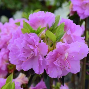Elsie Lee Rhododendron Plant - Pastel Lavender Flowers - 1 Gallon Azalea