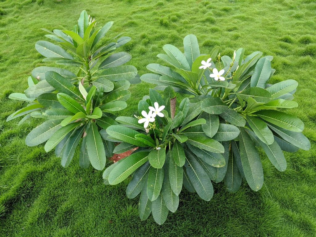 planting Plumeria