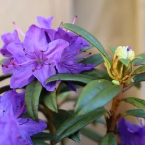 Blue Baron Rhododendron Plant - 1 Gallon Pot - Blue-Violet Flowers - Compact Shrub