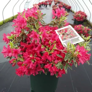 Silver Sword Azalea Plant - White-Pink Rhododendron Flowers - 1 Gallon Pot