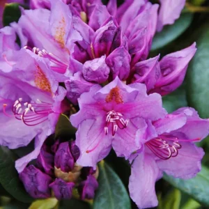 Purple Rhododendron Plant - 1-3 Year Old Azalea in Gallon Pot