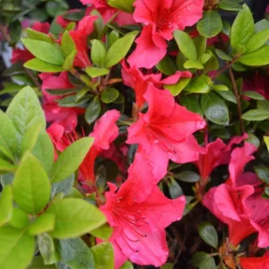 Red Rhododendron Plant - Vuyk's Scarlet - 1 Gallon - Vibrant Blooms