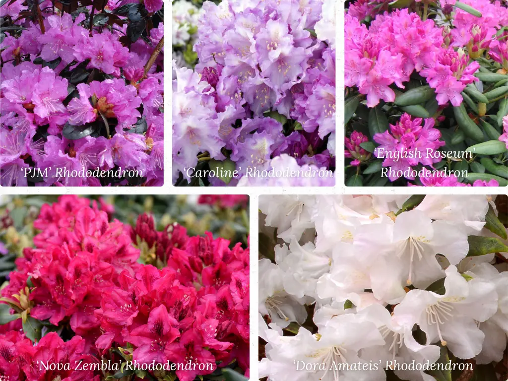 rhododendron varieties