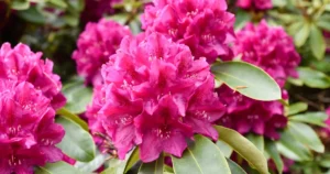 rhododendron varieties - feature image