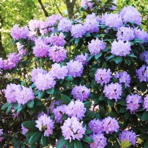 Rhododendron Plant Blue-Purple Flowers, 1-3 Year Old, Gallon Pot Size