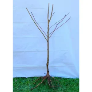 Italian Plum Tree - 2 Year Old Sweet Fruit Plant, 3-4 Feet Tall