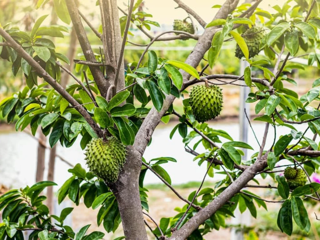 soursop trees