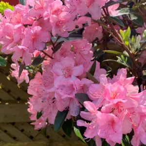 Rhododendron Plant - Vibrant Pink Aglo Rhododendron - 1 Gallon Pot - Flowering Shrub