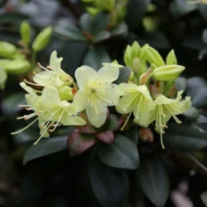 Princess Anne Rhododendron Plant - Yellowish Flowers - Gallon Pot - Dwarf Variety