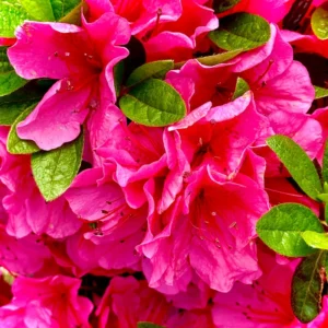 Pink Rhododendron Plant - Dwarf Azalea - 1 Gallon Pot - Showy Blooms