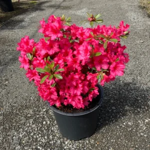 Rosy Magenta Red Rhododendron Plant - Gallon Pot - Flowering Shrub