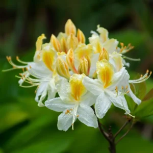 Yellow Rhododendron Plant - 1-3 Year Old Azalea in Gallon Pot - Showy Flowers