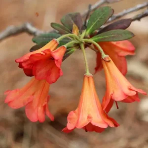 Rhododendron Plant - Orange Flowers, Dwarf Size, Gallon Pot, 1-3 Year Old