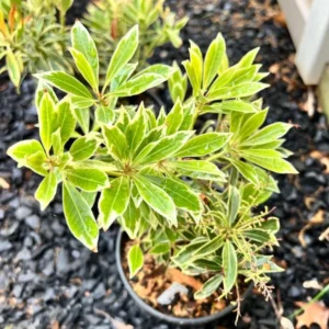 Rhododendron Plant - Vibrant Pink Aglo Rhododendron - 1 Gallon Pot - Flowering Shrub