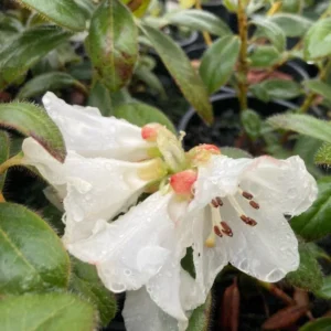 Snow Lady Rhododendron Plant: White Flowers, 1-3 Year Old, Gallon Pot Size. Early Blooming Rhododendron