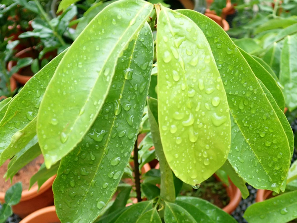 watering soursop plant