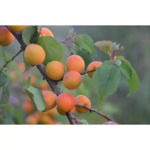 Dwarf Moorpark Apricot Tree - Bare Root Fruit Tree 3-4 ft Sweet Fruit