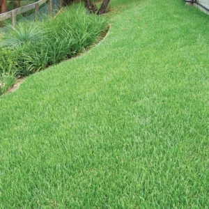 Zoysia Grass Seeds - 10,000 Seeds Ornamental Lawn Grass