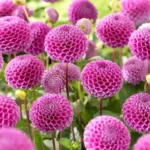 1 Franz Kafka Dahlia Tuber Live for Planting, Dark Pink Dahlia Tuber Easy to Grow Flowers for Your Home and Garden
