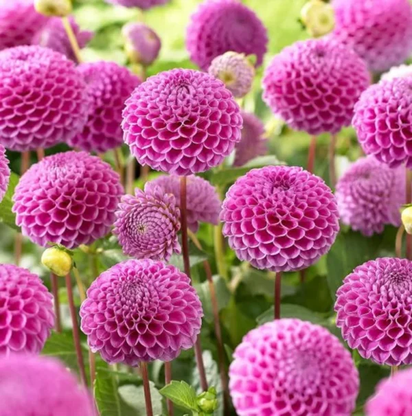 1 Franz Kafka Dahlia Tuber Live for Planting, Dark Pink Dahlia Tuber Easy to Grow Flowers for Your Home and Garden