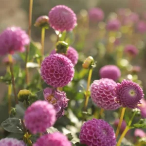 1 Franz Kafka Dahlia Tuber Live for Planting, Dark Pink Dahlia Tuber Easy to Grow Flowers for Your Home and Garden