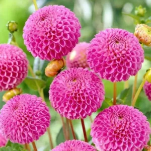 1 Franz Kafka Dahlia Tuber Live for Planting, Dark Pink Dahlia Tuber Easy to Grow Flowers for Your Home and Garden