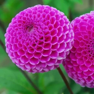 1 Franz Kafka Dahlia Tuber Live for Planting, Dark Pink Dahlia Tuber Easy to Grow Flowers for Your Home and Garden