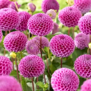 1 Franz Kafka Dahlia Tuber Live for Planting, Dark Pink Dahlia Tuber Easy to Grow Flowers for Your Home and Garden