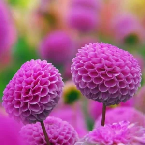 1 Franz Kafka Dahlia Tuber Live for Planting, Dark Pink Dahlia Tuber Easy to Grow Flowers for Your Home and Garden